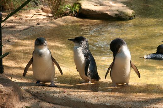 Pingouins